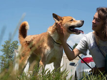AKITA, Hund, Mischlingshund in Bulgarien - Bild 4