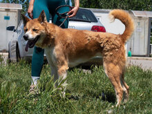 AKITA, Hund, Mischlingshund in Bulgarien - Bild 5