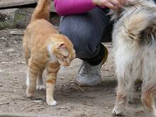MITZI, Katze, Europäisch Kurzhaar in Rumänien - Bild 3