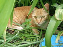 MITZI, Katze, Europäisch Kurzhaar in Rumänien - Bild 6