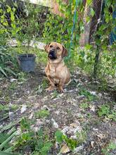 MACO, Hund, Mischlingshund in Slowakische Republik - Bild 1