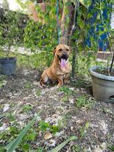 MACO, Hund, Mischlingshund in Slowakische Republik - Bild 2