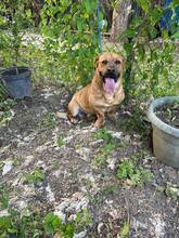 MACO, Hund, Mischlingshund in Slowakische Republik - Bild 5