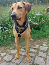 DAISY, Hund, Deutsche Bracke-Mix in Portugal - Bild 1