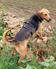 DAISY, Hund, Deutsche Bracke-Mix in Portugal - Bild 5
