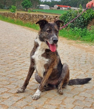 SUSI, Hund, Deutscher Schäferhund-Mix in Portugal - Bild 2