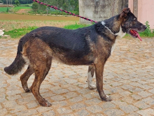 SUSI, Hund, Deutscher Schäferhund-Mix in Portugal - Bild 4