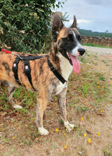 ELMO, Hund, Mischlingshund in Portugal