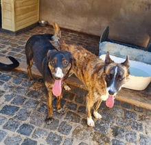 ELMO, Hund, Mischlingshund in Portugal - Bild 10