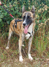 ELMO, Hund, Mischlingshund in Portugal - Bild 3