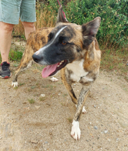 ELMO, Hund, Mischlingshund in Portugal - Bild 4