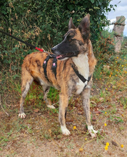 ELMO, Hund, Mischlingshund in Portugal - Bild 5