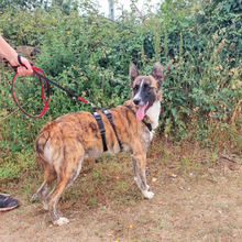 ELMO, Hund, Mischlingshund in Portugal - Bild 6