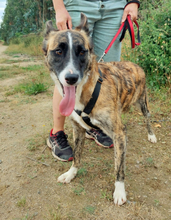 ELMO, Hund, Mischlingshund in Portugal - Bild 9