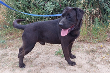 PRINZ, Hund, Labrador Retriever in Portugal - Bild 2