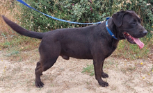 PRINZ, Hund, Labrador Retriever in Portugal - Bild 3