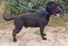 PRINZ, Hund, Labrador Retriever in Portugal - Bild 5