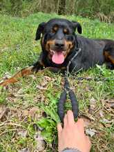 DRYAD, Hund, Mischlingshund in Kroatien - Bild 3