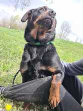 DRYAD, Hund, Mischlingshund in Kroatien - Bild 4