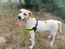 LOISE, Hund, Mischlingshund in Italien - Bild 10