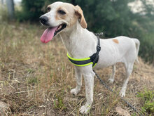LOISE, Hund, Mischlingshund in Italien - Bild 2