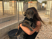 ALVIS, Hund, Mischlingshund in Italien - Bild 10