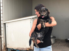 ALVIS, Hund, Mischlingshund in Italien - Bild 5