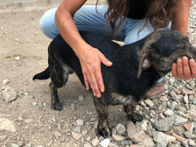 ALVIS, Hund, Mischlingshund in Italien - Bild 7
