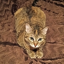 ENSAIMADA, Katze, Europäisch Kurzhaar-Mix in Neu-Ulm - Bild 2