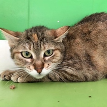 ENSAIMADA, Katze, Europäisch Kurzhaar-Mix in Neu-Ulm - Bild 9