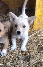 CHERRY, Hund, Mischlingshund in Bad Wildbad - Bild 10