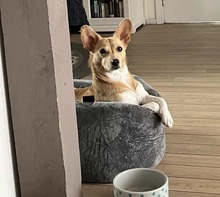 CHERRY, Hund, Mischlingshund in Bad Wildbad - Bild 11