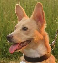 CHERRY, Hund, Mischlingshund in Bad Wildbad - Bild 12