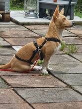 CHERRY, Hund, Mischlingshund in Bad Wildbad - Bild 7