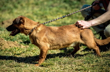 ALLANPOE, Hund, Dackel-Mix in Ungarn - Bild 4