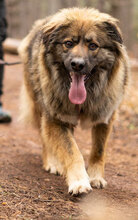 BALKAN, Hund, Mischlingshund in Bulgarien - Bild 1