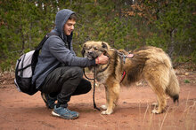 BALKAN, Hund, Mischlingshund in Bulgarien - Bild 2