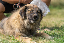 BALKAN, Hund, Mischlingshund in Bulgarien - Bild 5