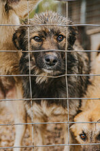 BALKAN, Hund, Mischlingshund in Bulgarien - Bild 6