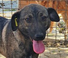 ALEXA, Hund, Mischlingshund in Rumänien - Bild 1