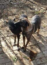 ALEXA, Hund, Mischlingshund in Rumänien - Bild 10