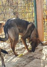 ALEXA, Hund, Mischlingshund in Rumänien - Bild 2