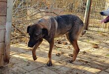 ALEXA, Hund, Mischlingshund in Rumänien - Bild 5