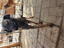 ALEXA, Hund, Mischlingshund in Rumänien - Bild 6