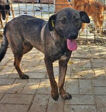 ALEXA, Hund, Mischlingshund in Rumänien - Bild 8