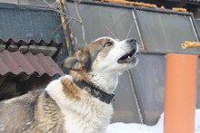 MAYA, Hund, Mischlingshund in Rumänien - Bild 6