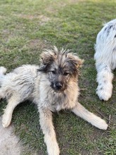 EINSTEIN, Hund, Mischlingshund in Rumänien - Bild 1