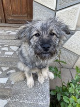 EINSTEIN, Hund, Mischlingshund in Rumänien - Bild 11