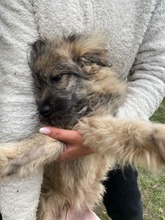 EINSTEIN, Hund, Mischlingshund in Rumänien - Bild 13