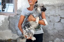 EINSTEIN, Hund, Mischlingshund in Rumänien - Bild 16